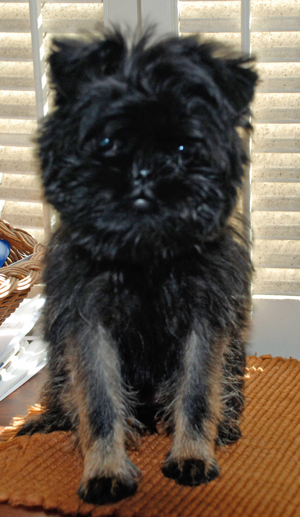 puppy